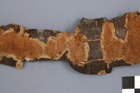 Phellinus prunicola image